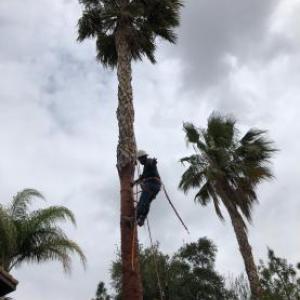 Rudy Tree Service