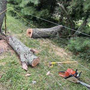 Stanger Tree Service