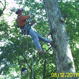 Urban loggers of Illinois