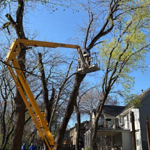 Williams Jr Tree Service