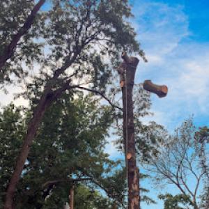 Justin Denson's Tree Service