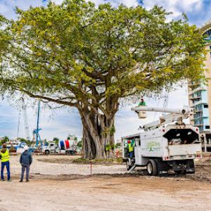 Real Tree Trimming & Landscaping