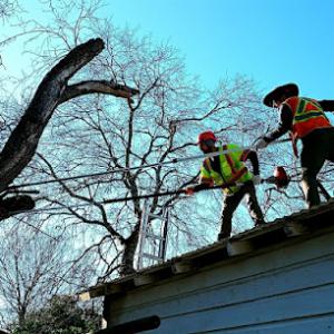 Canopy Tree Service