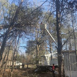Case Tree Service