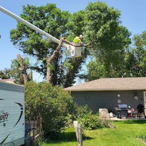 All Care Tree Service