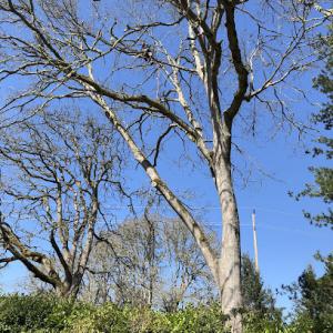 Northern Roots Tree Care