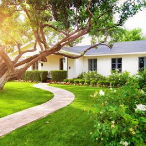 Robichaux's Tree Service & Removal