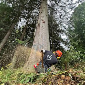 Snohomish Tree Company