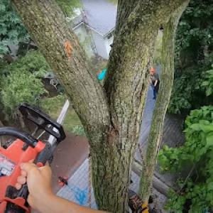 Edmonds Tree Service Experts