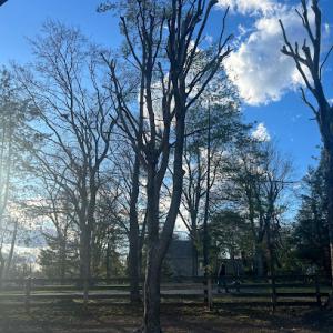 Optimum Tree Service & Landscaping