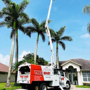 Tree Maid Tree Service