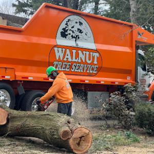 Walnut Tree Service