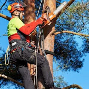 True South Tree Service & Outdoors