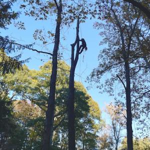 Pine Brook Arbor Services