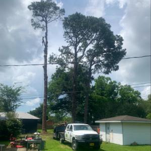 Hollands Tree Care