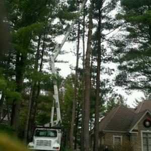 Mark's Tree Services