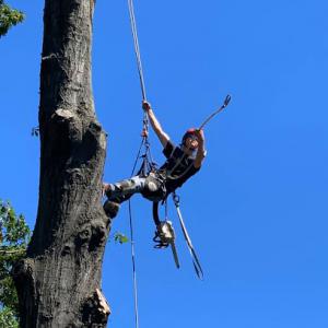 Fearless Tree Service