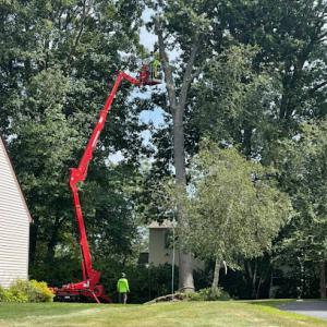 Apollo Contracting Tree Service