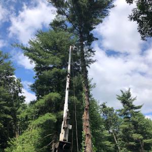 Natural Systems Tree Service