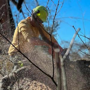 Tri-Cities Tree Service - Kingsport