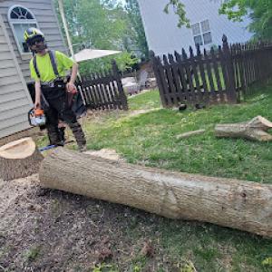 Crown Down Tree Service