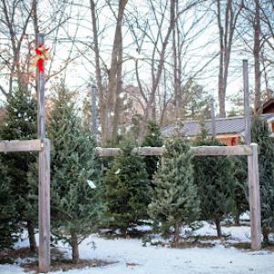 O'Malley Family Farm & Nursery (formerly Trees for Less Nursery)