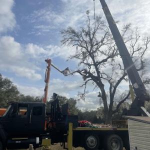 Country Bell Tree & Crane