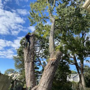 ET Tree Service & Landscaping