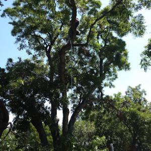 Prime Cuts Tree Service