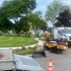 Buffalo Tree Service