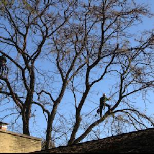 Urban Arborist