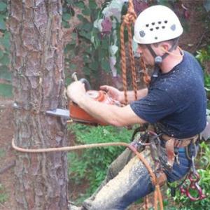 Sharper Edge Tree Care
