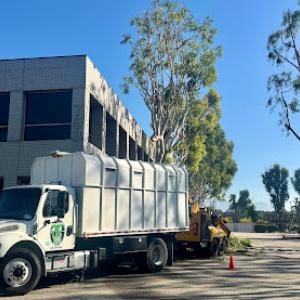 Absolute Tree Surgeons