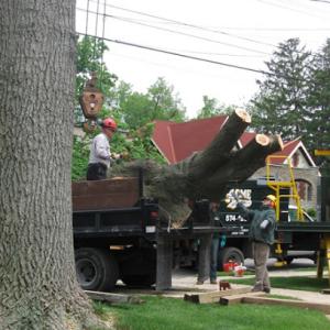 Acme Tree Services & Landscaping