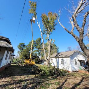 lara's tree service