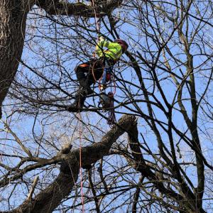 Avalon Sunset Tree Services