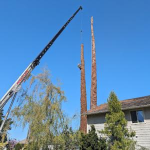 Cascadia Tree Service