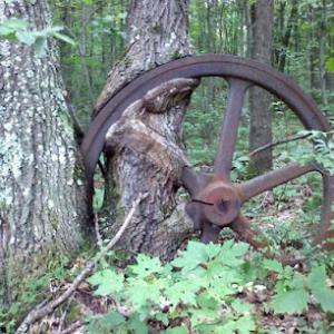 Absolute Arboriculture