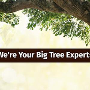 Big Steve's Tree Care