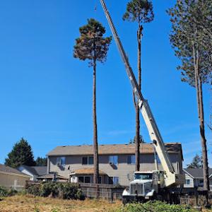 Mike's Pruning & Tree Care