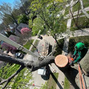 Southern Pines Tree Service