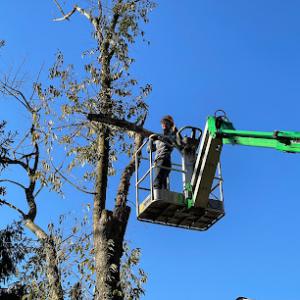 Central Pa Tree Shrub Removal
