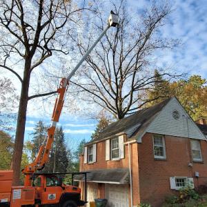 Kline's Tree Service