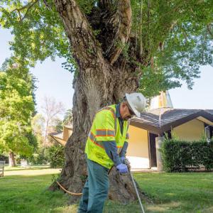 The Davey Tree Expert Company