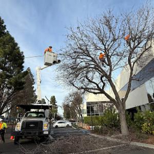 West Coast Tree Care