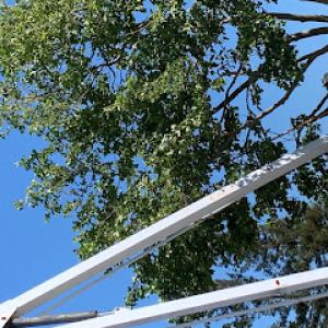 Bellizzi Tree Service