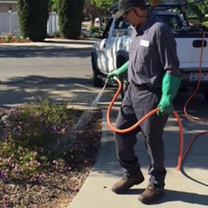 Server's Pest Control