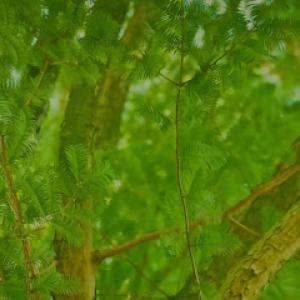 Parkhill Tree & Land Management