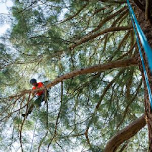 ArborPro Tree Experts