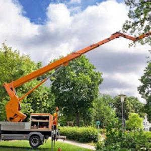 Phil Snell's Tree Service Oregon City | Tree Removal Oregon City | Tree Trimming Oregon City